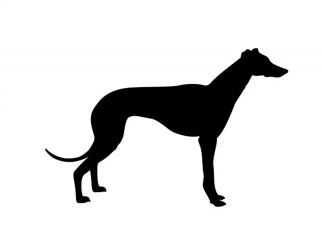 greyhound